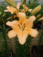 [4052 Digital Globe No02.JPG]